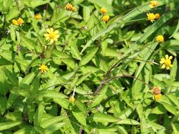 Image result for Thunbergia vogeliana