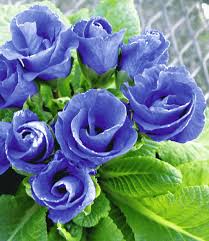 Beim nächsten einkauf bei baldur garten mit. Rosen Primula Konigsblau Gartenstauden Bei Baldur Garten