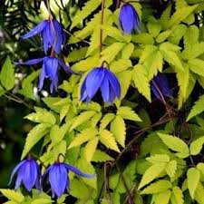 Check spelling or type a new query. Clematis Alpina Stolvijk Gold Clematis Stolvijk Gold In Gardentags Plant Encyclopedia