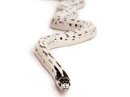 >> the kingsnake name refers to the fact that other snakes, including venomous species, are a principle food source for the kingsnake. California Kingsnake Lampropeltis Californiae Reptile Breed Hypoallergenic Health And Life Span Petmd