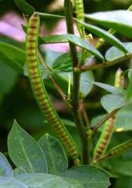 Image result for Tricliceras mossambicense