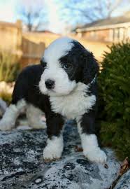 Black And White Sheepadoodle For Sale Mini Sheepadoodles And Standard Sheepadoodles For Sale Reasonable Adoption Fees In 2020 Sheepadoodle Puppy Sheepadoodle Kittens And Puppies