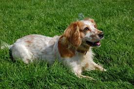 It is noteworthy for producing one of the most varied numbers of pups in a litter among all dog breeds. Datei English Cocker Spaniel Red Jpg Wikipedia