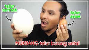 Info harga telur terbaru dipasar juga dipengaruhi dari harga kebutuhan lainnya seperti bahan bakar minyak, beras, dan lain sebagainya. Secubit Dua Telur Burung Unta Goreng Mukbang Malaysia Ostrich Burung Kasawari Youtube