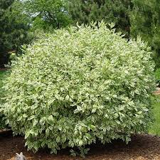 Variegated foliage, and red twigs in the winter time. Ivory Halo Dogwood Naturehills Com