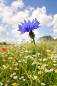 Cornflower Centaurea Cyanus Growing In A Traditional Hay Meadow At College Lake Nature Reserve B British Wild Flowers Wild Flowers Floral Photography Nature