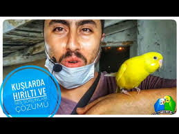 Kuslarda Solunum Problemi Astim Youtube