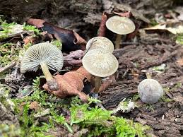 Image result for Simocybe centunculus