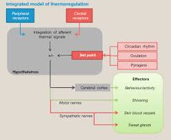 Image result for Temperature Regulation