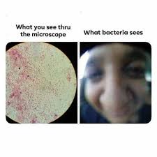 Microscope Views In 2020 Really Funny Memes Dumb Pictures Crazy Funny Memes