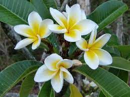 Reforestation And Medicinal Use Of The Trees Mexican Trees Plumeria Frangipani Trees Medicinal Uses Plumeria Tree Frangipani Plumeria