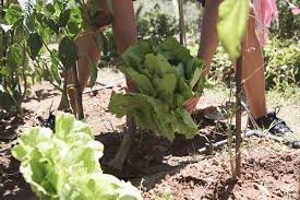 In this method, the center leaves are left to grow so that the plant keeps growing and you can have prolonged harvest. Harvesting Romaine Lettuce The Right Way