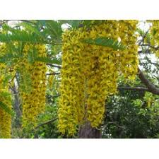 Image result for Cassia ferruginea