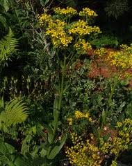 Image result for Nidorella spartioides