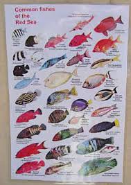 Books On Fishes Of The Red Sea Arabia Iraq Arabian Fishes