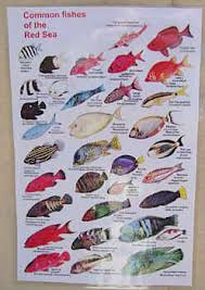 books on fishes of the red sea arabia iraq arabian fishes