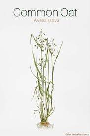 Oat Straw Benefits And Side Effects Herbs Healing Herbs Herbal Plants
