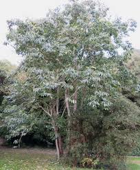 Image result for Diospyros sp. no. 1 sensu FZ