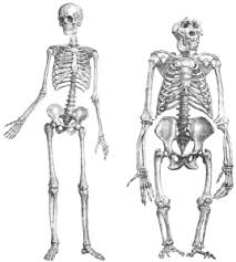 Aquatic Ape Theory Fact Or Fiction Freediving Life