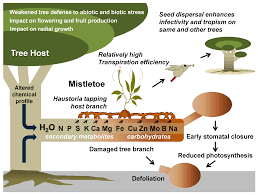 Image result for Agelanthus natalitius