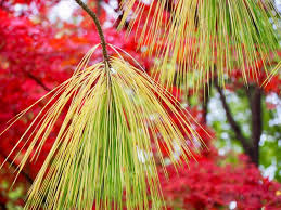 The botanischer garten der universität tübingen, also known as the botanischer garten tübingen or the neuer botanischer garten tübingen, is a botanical garden and arboretum maintained by the university of tübingen. Botanischer Garten Tubingen Hier Und Fort