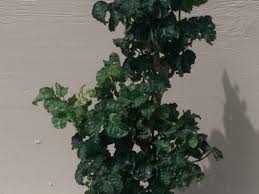 We did not find results for: Polyscias Guilfoylei Blackie Black Aralia Plant