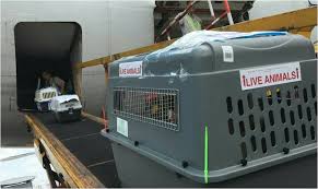 We did not find results for: Pet Shipping Worldwide World Wide Pet Transport