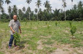 Kebaikan daun durian belanda ialah dapat mengatasi masalah sakit kerongkong, cirit birit, demam, mengurangkan perkongsian cara mudah mengupas buah durian belanda. Durian Belanda Punca Guru Bersara Awal
