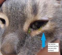 How it is treated and what your options are. I Ve Got My Eye On You Feline Entropion Seattle Wa Veterinarians Veterinary Hospital Hawthorne Hills Veterinary Hospital Seattle