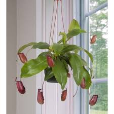 We did not find results for: Tropical Pitcher Plant Lady Luck Nepenthes Hybrid