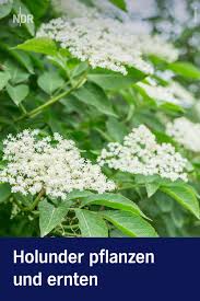 Holunder Pflanzen Und Beeren Und Bluten Ernten In 2020 Holunder Pflanzen Pflanzen Holunder