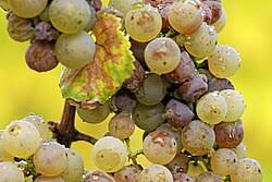 Image result for Botrytis cinerea