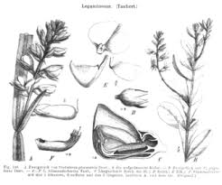 Image result for Crotalaria pallidicaulis