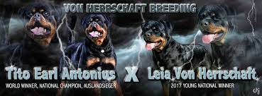 Pet shipping and front door pet delivery available anwhere in the usa. Rottweiler Puppies For Sale Von Herrschaft Rottweilers