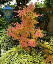 Another Great Find On Zulily Orange Dream Japanese Maple Tree Zulilyfinds Japanese Maple Tree Japanese Maple Ornamental Trees