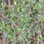 Image result for Secamone alpini