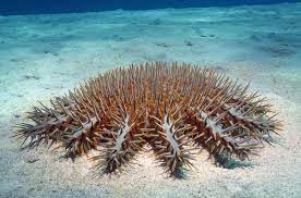 Crown Of Thorns Starfish Facts Habitat Predators Pictures
