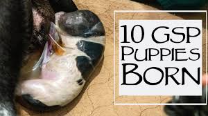 If you only notice fetal fluid and no signs of a puppy coming out then its time to. How To Whelp A Litter Of Puppies 10 German Shorthair Born Youtube
