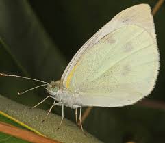 Image result for Pieris rapae