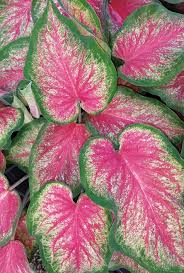 Water temperature is also a contributing factor: Caladiums How To Grow Care For Caladium Plants Garden Design