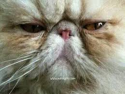 Commander Claymore Animals Kitty Cute