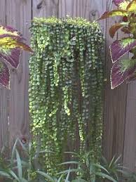 Garden planter with coleus and golden creeping jenny. Okay Next Year I Ll Dig The Creeping Jenny Out Of My Garden Beds And Plant It In Hanging Pots Bonus It S A Perennial So Plants Hanging Plants Creeping Jenny
