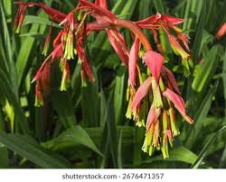 Image result for Beschorneria sp. (Biegel 5357)