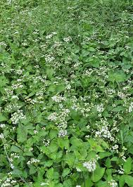 Image result for Ageratum conyzoides