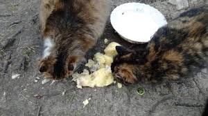 The question is can cats eat potato chips? Hungry Cats Eat Potatoes And Milk Youtube