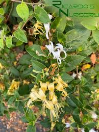Image result for Lonicera