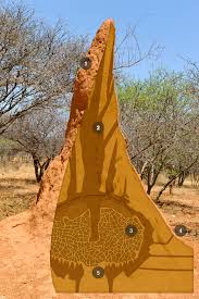 More images for how to find termite nest in house » The Animal House The Incredible Termite Mound Nature Pbs
