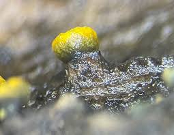 Image result for Chlorosplenium chlora