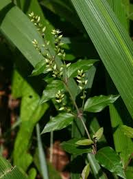 Image result for Psilotrichum