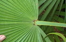 Image result for Acoelorrhaphe wrightii